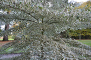 - Cornus controversa 'Variegata' Rare Variegated Giant Dogwood - Mr Maple │ Buy Japanese Maple Trees