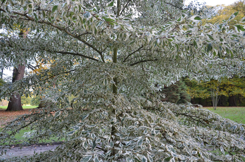 - Cornus controversa 'Variegata' Rare Variegated Giant Dogwood - Mr Maple │ Buy Japanese Maple Trees