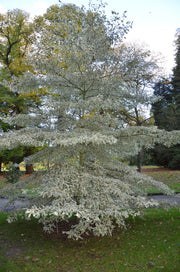 - Cornus controversa 'Variegata' Rare Variegated Giant Dogwood - Mr Maple │ Buy Japanese Maple Trees