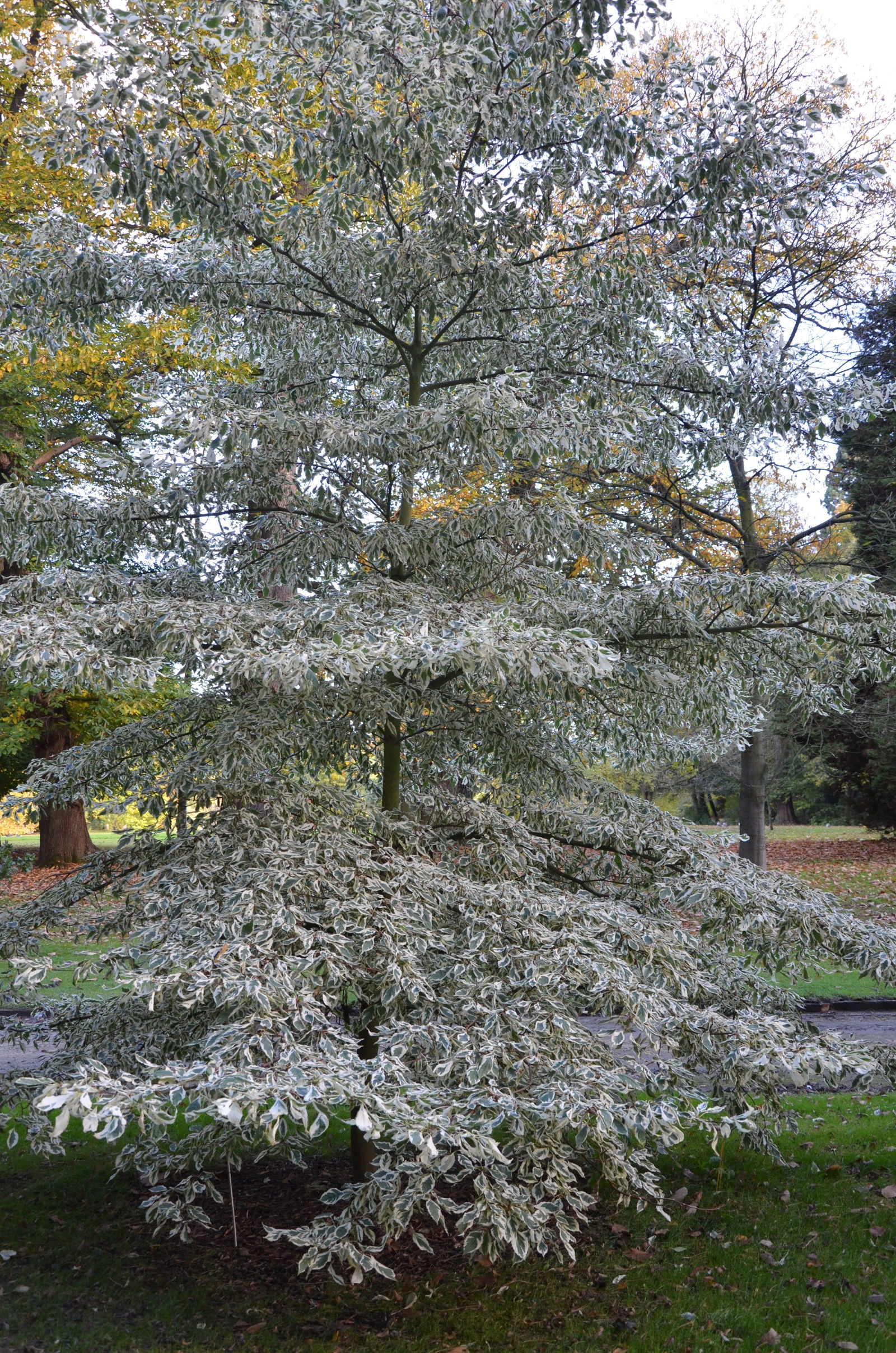 Buy Cornus controversa 'Variegata' Wedding Cake Giant Dogwood — Mr