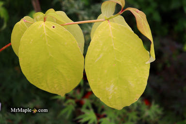 - Cornus florida 'Autumn Gold' Native Flowering Dogwood - Mr Maple │ Buy Japanese Maple Trees