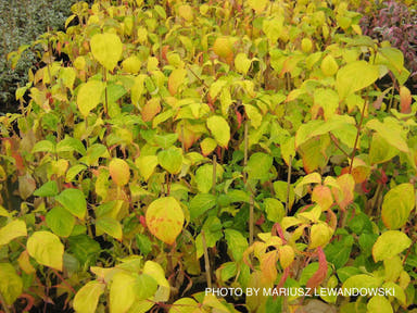 - Cornus florida 'Autumn Gold' Native Flowering Dogwood - Mr Maple │ Buy Japanese Maple Trees
