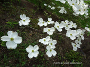 - Cornus florida 'Cherokee Princess' White Blooming Dogwood - Mr Maple │ Buy Japanese Maple Trees