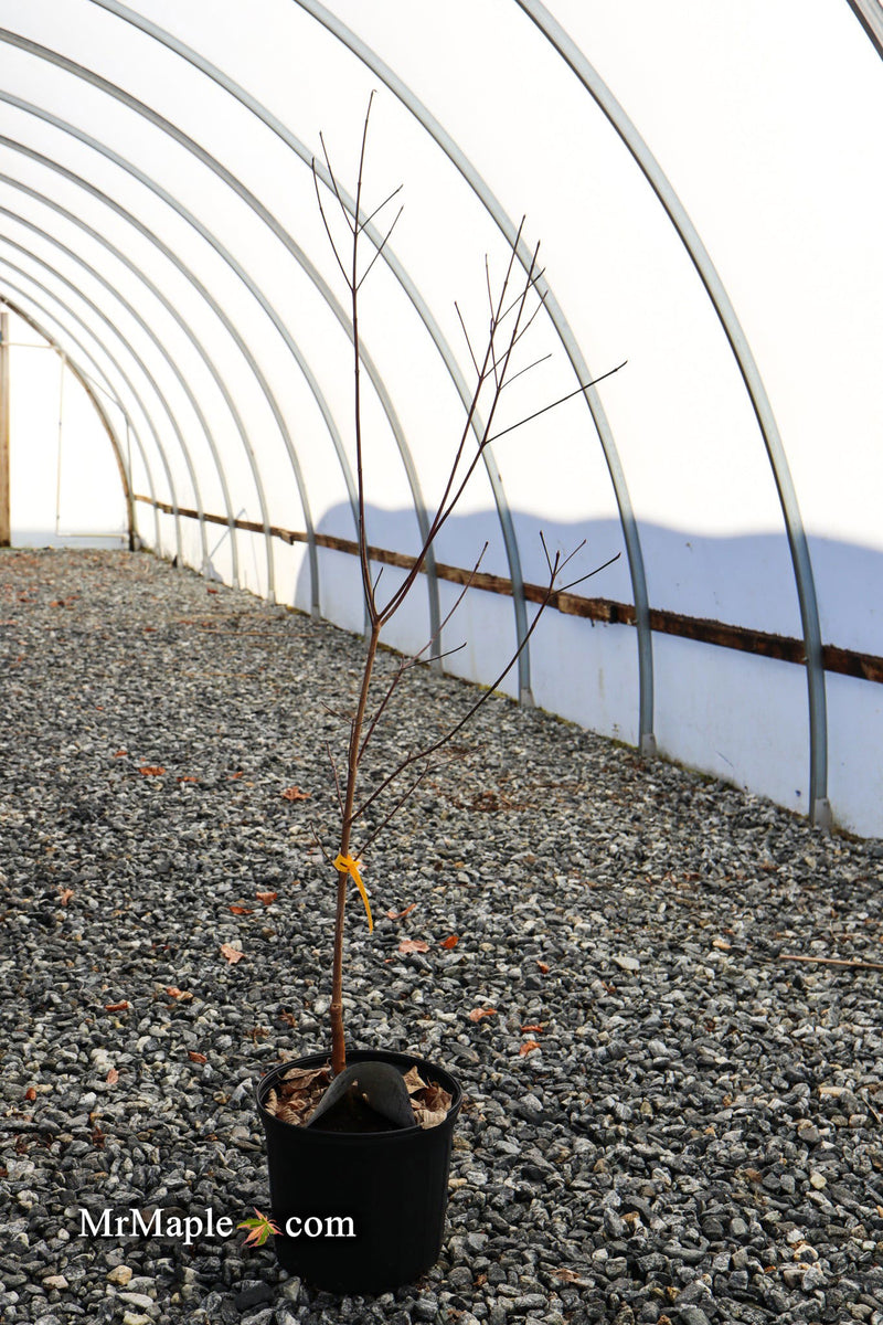 - Cornus florida 'Cherokee Princess' White Blooming Dogwood - Mr Maple │ Buy Japanese Maple Trees