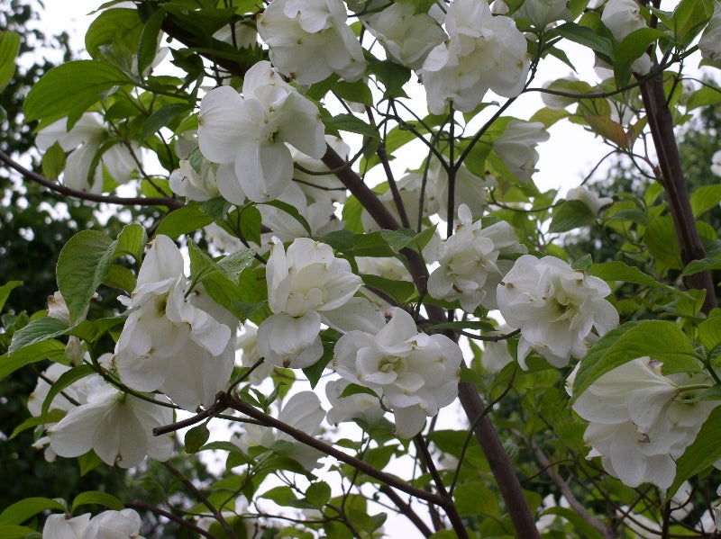 - Cornus florida 'Eternal' Double White Blooming Dogwood - Mr Maple │ Buy Japanese Maple Trees