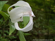 - Cornus florida ssp urbiniana Magic Mexican Dogwood - Mr Maple │ Buy Japanese Maple Trees