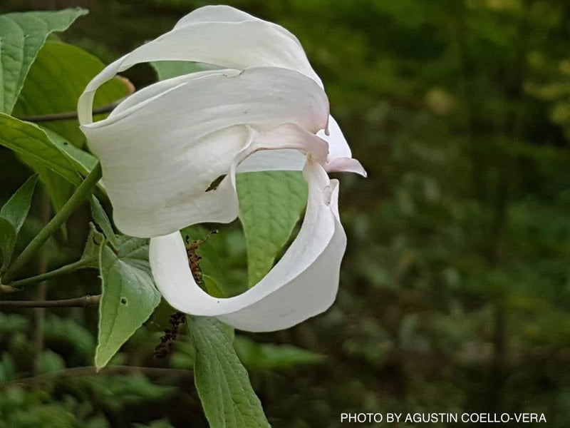 - Cornus florida ssp urbiniana Magic Mexican Dogwood - Mr Maple │ Buy Japanese Maple Trees