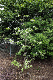 - Cornus florida ssp urbiniana Magic Mexican Dogwood - Mr Maple │ Buy Japanese Maple Trees
