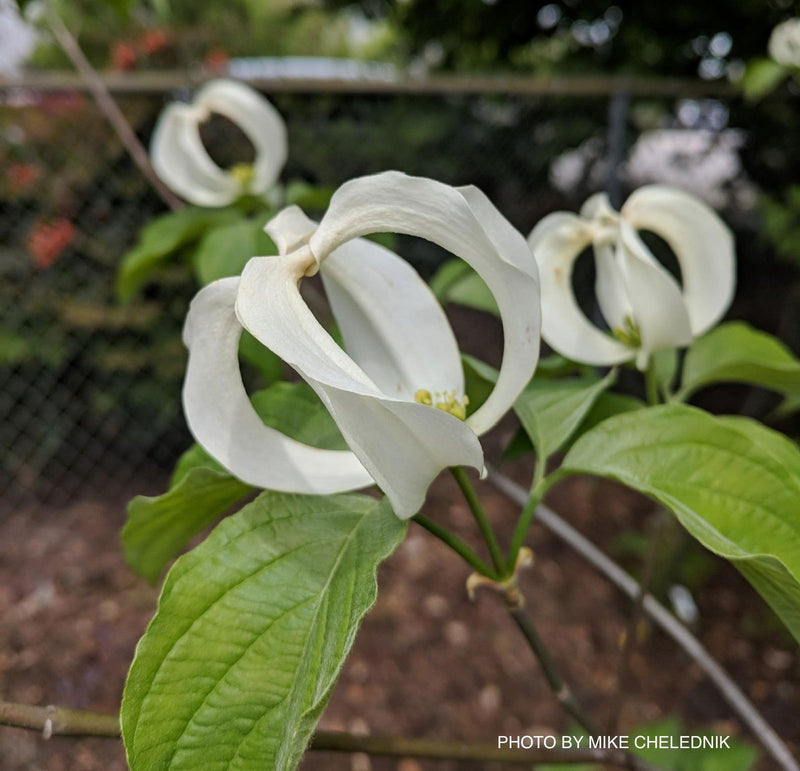 - Cornus florida ssp urbiniana Magic Mexican Dogwood - Mr Maple │ Buy Japanese Maple Trees