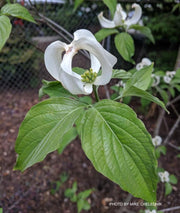 - Cornus florida ssp urbiniana Magic Mexican Dogwood - Mr Maple │ Buy Japanese Maple Trees