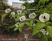 - Cornus florida ssp urbiniana Magic Mexican Dogwood - Mr Maple │ Buy Japanese Maple Trees