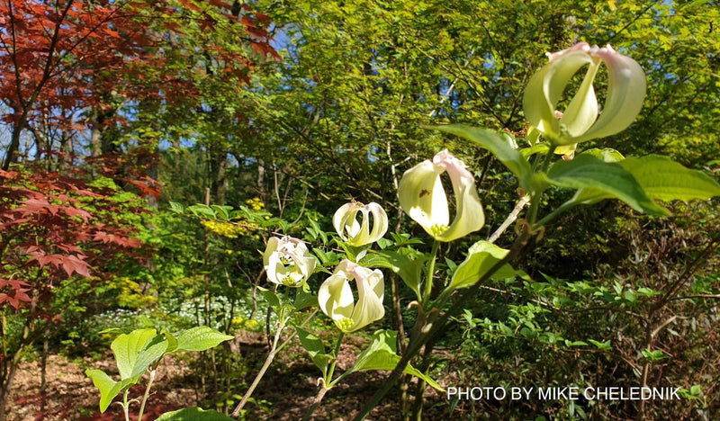 - Cornus florida ssp urbiniana Magic Mexican Dogwood - Mr Maple │ Buy Japanese Maple Trees