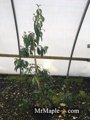 - Cornus hongkongensis 'Gekkou' Chinese Evergreen Dogwood - Mr Maple │ Buy Japanese Maple Trees