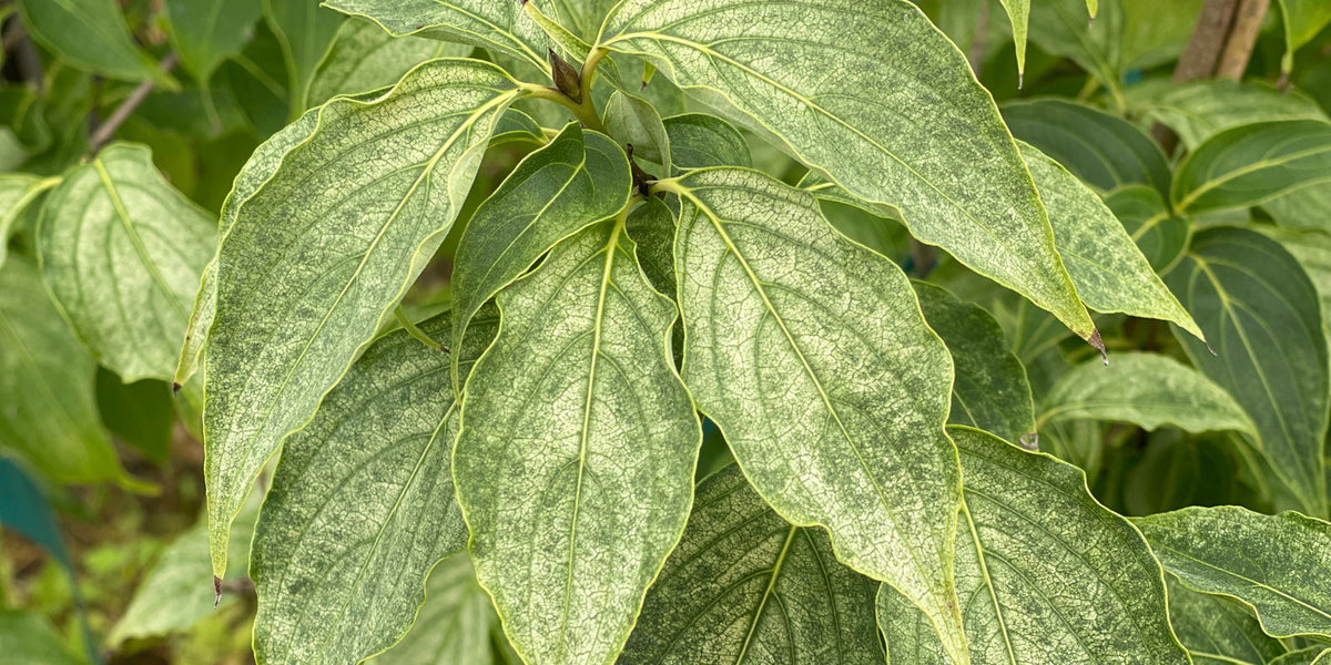 Cornus_kousa_Aiden_s_Mint_Fros