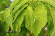 - Cornus kousa 'Aiden's Mint Frost' Flowering Dogwood - Mr Maple │ Buy Japanese Maple Trees