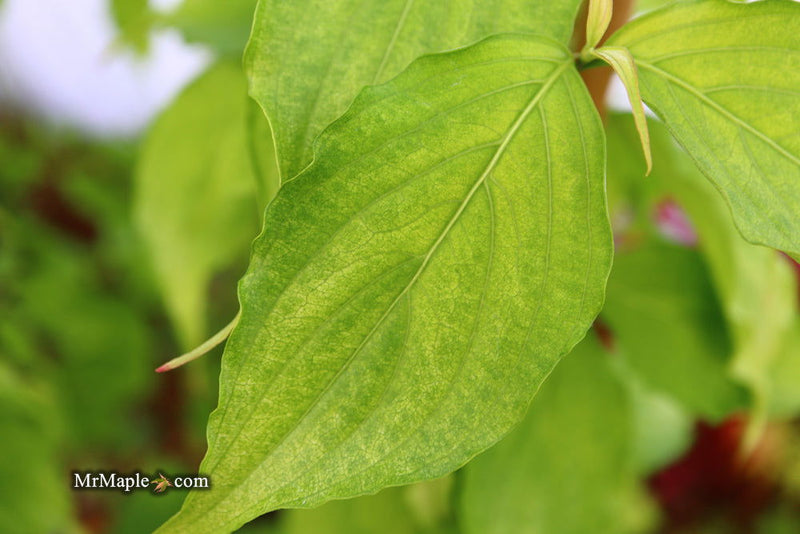 - Cornus kousa 'Aiden's Mint Frost' Flowering Dogwood - Mr Maple │ Buy Japanese Maple Trees