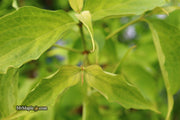 - Cornus kousa 'Aiden's Mint Frost' Flowering Dogwood - Mr Maple │ Buy Japanese Maple Trees