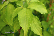 - Cornus kousa 'Aiden's Mint Frost' Flowering Dogwood - Mr Maple │ Buy Japanese Maple Trees