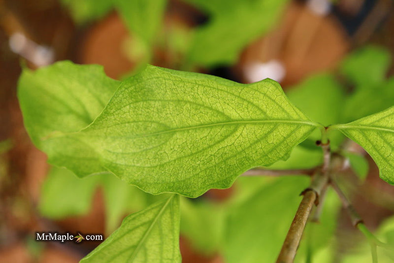- Cornus kousa 'Aiden's Mint Frost' Flowering Dogwood - Mr Maple │ Buy Japanese Maple Trees