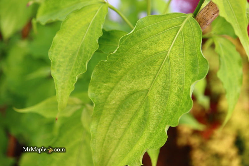 - Cornus kousa 'Aiden's Mint Frost' Flowering Dogwood - Mr Maple │ Buy Japanese Maple Trees