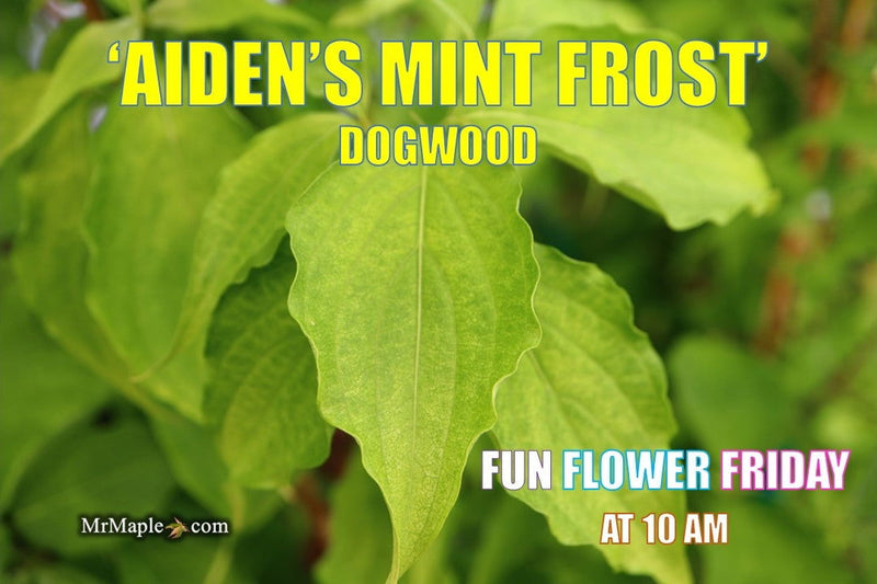 - Cornus kousa 'Aiden's Mint Frost' Flowering Dogwood - Mr Maple │ Buy Japanese Maple Trees