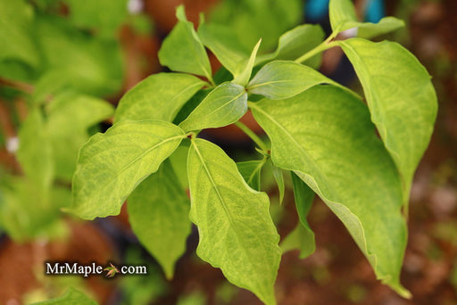 - Cornus kousa 'Aiden's Mint Frost' Flowering Dogwood - Mr Maple │ Buy Japanese Maple Trees