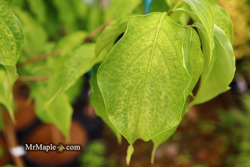 - Cornus kousa 'Aiden's Mint Frost' Flowering Dogwood - Mr Maple │ Buy Japanese Maple Trees