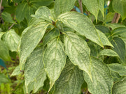- Cornus kousa 'Aiden's Mint Frost' Flowering Dogwood - Mr Maple │ Buy Japanese Maple Trees