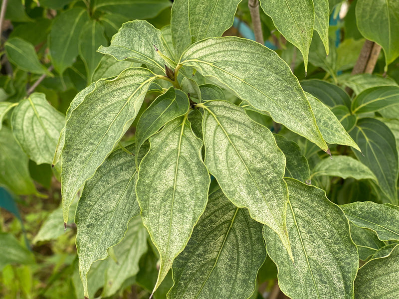 - Cornus kousa 'Aiden's Mint Frost' Flowering Dogwood - Mr Maple │ Buy Japanese Maple Trees