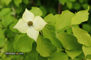 - Cornus kousa 'Aiden's Mint Frost' Flowering Dogwood - Mr Maple │ Buy Japanese Maple Trees