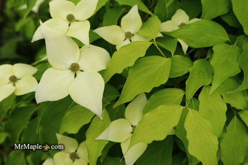 - Cornus kousa 'Aiden's Mint Frost' Flowering Dogwood - Mr Maple │ Buy Japanese Maple Trees