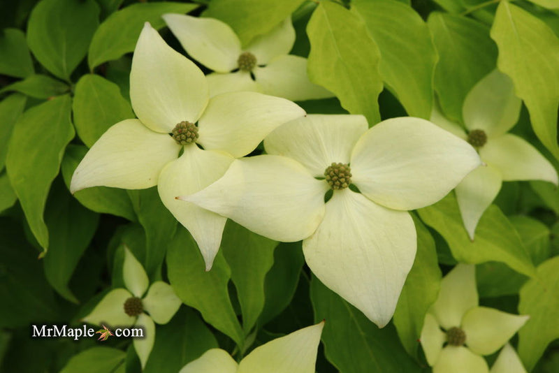 - Cornus kousa 'Aiden's Mint Frost' Flowering Dogwood - Mr Maple │ Buy Japanese Maple Trees