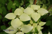 - Cornus kousa 'Aiden's Mint Frost' Flowering Dogwood - Mr Maple │ Buy Japanese Maple Trees