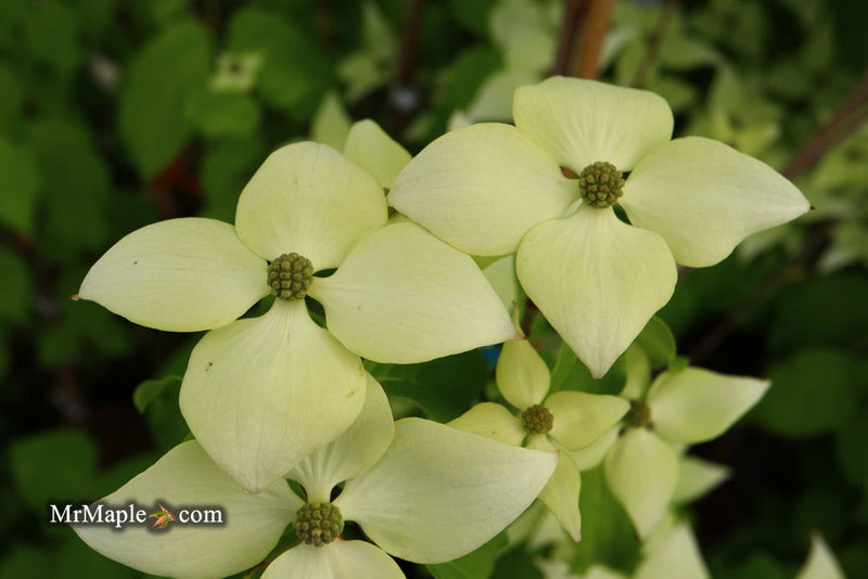 - Cornus kousa 'Aiden's Mint Frost' Flowering Dogwood - Mr Maple │ Buy Japanese Maple Trees