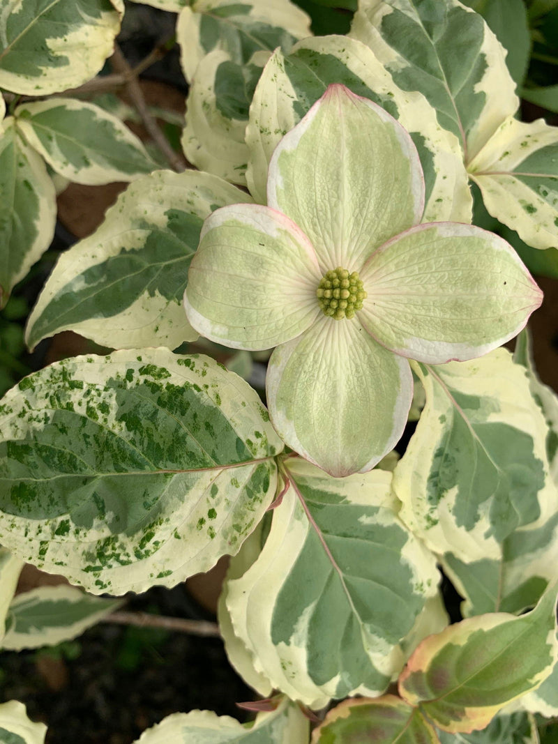 - Cornus kousa 'Akatsuki' Variegated Chinese Flowering Dogwood - Mr Maple │ Buy Japanese Maple Trees