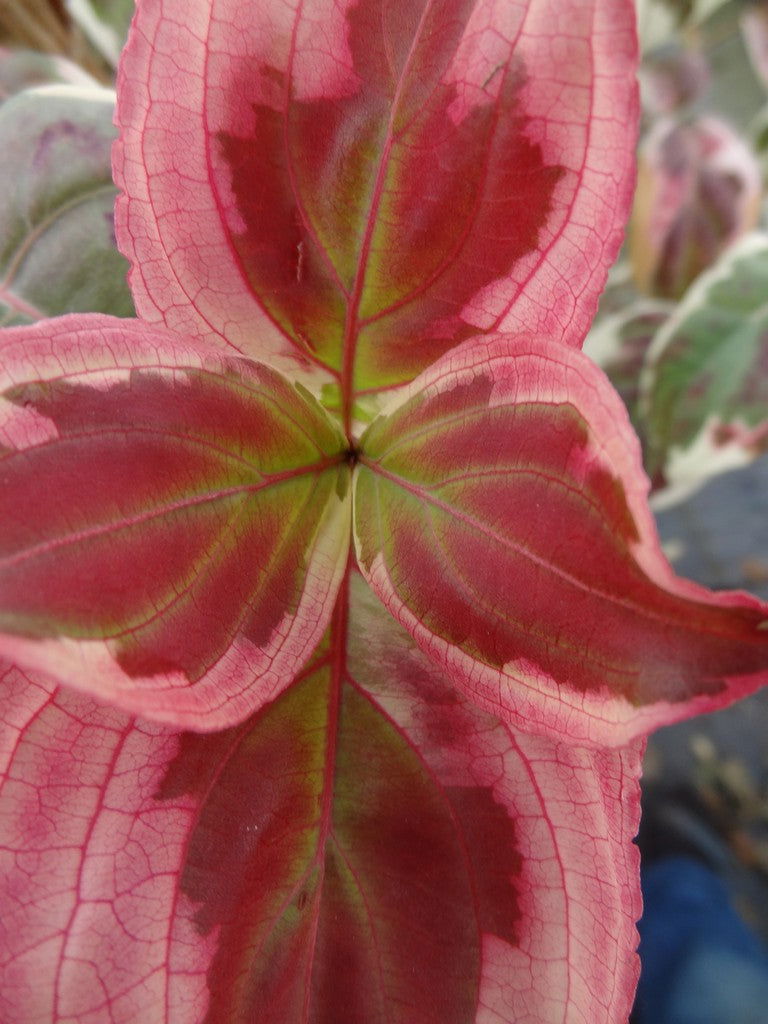 - Cornus kousa 'Akatsuki' Variegated Chinese Flowering Dogwood - Mr Maple │ Buy Japanese Maple Trees