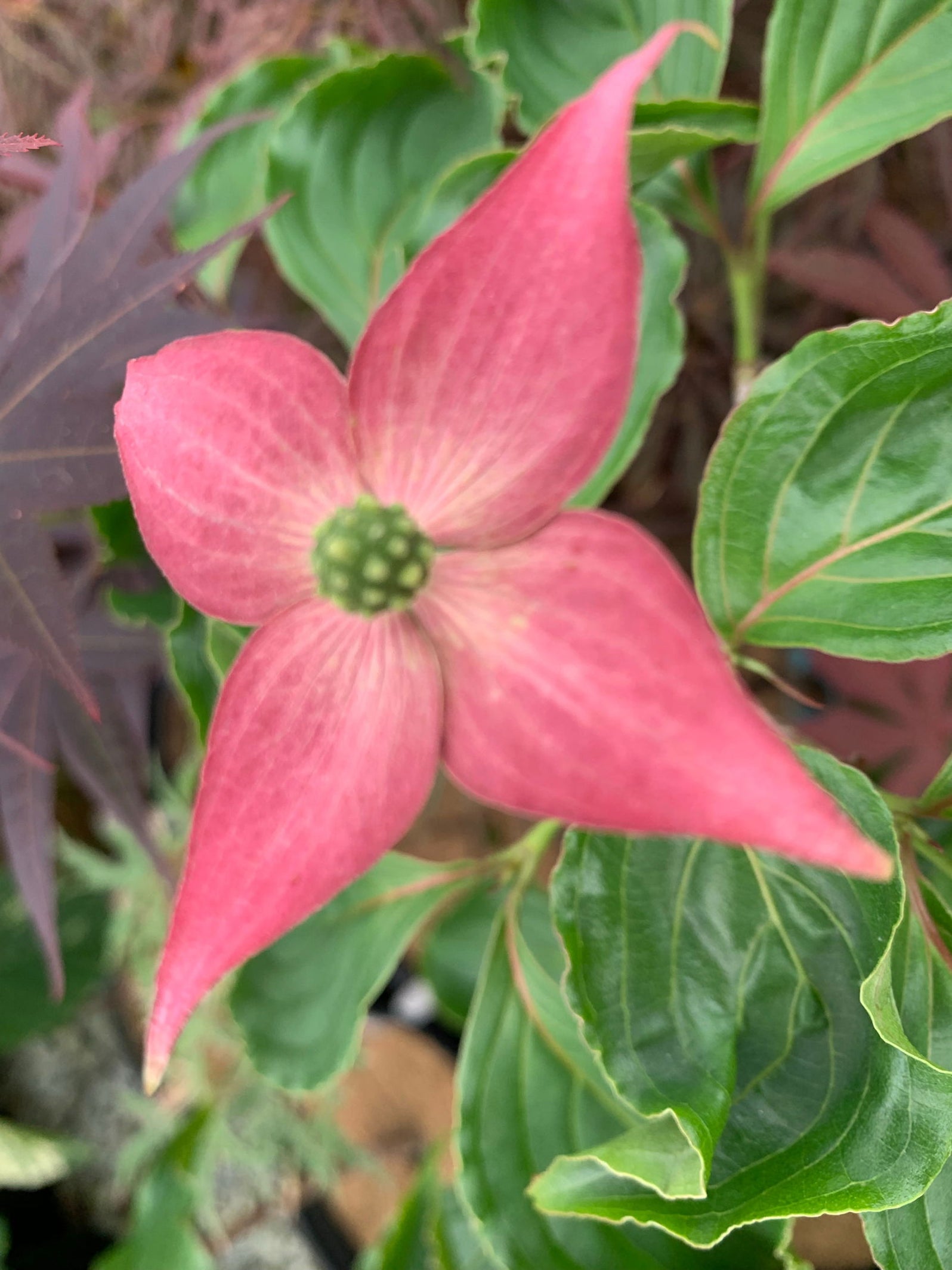 Buy Cornus Kousa Beni Fuji Pink Flowering Chinese Dogwood Mr Maple buy-cornus-kousa-beni-fuji-pink-flowering-chinese-dogwood-mr-maple