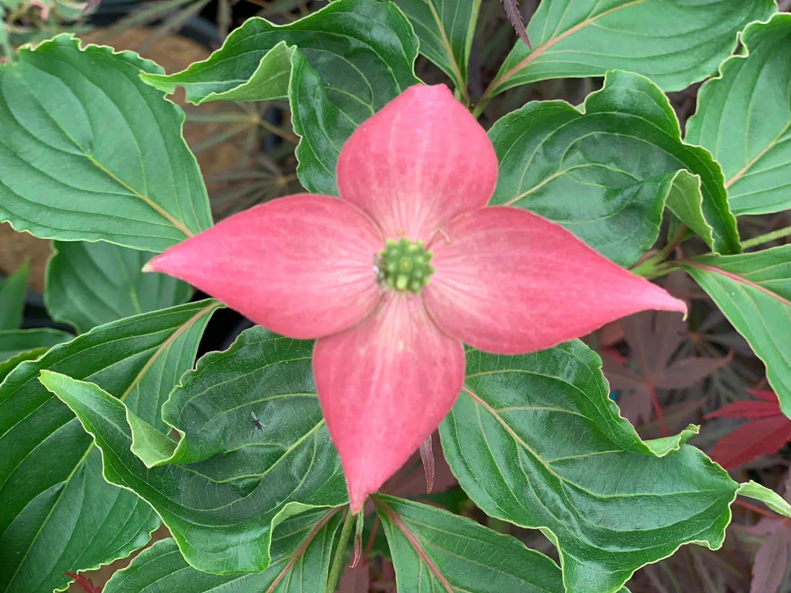 Buy Cornus kousa 'Beni fuji' Pink Flowering Chinese Dogwood — Mr