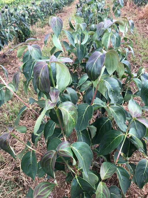 - Cornus kousa 'Blue Ray' Dogwood - Mr Maple │ Buy Japanese Maple Trees