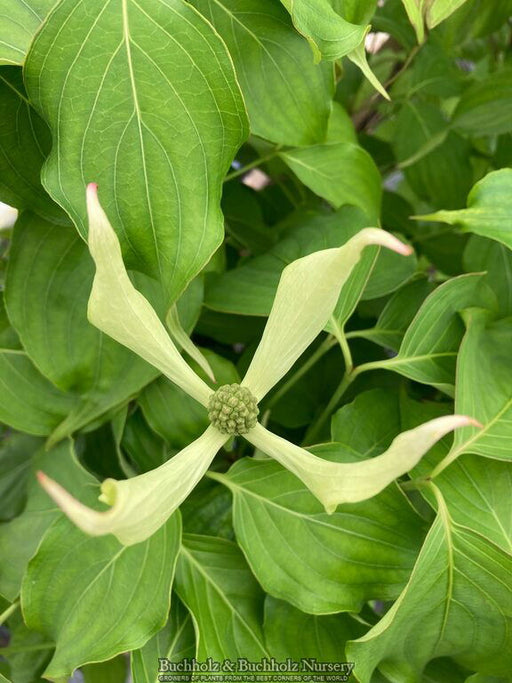 '- Cornus kousa 'Blue Ray' Dogwood - Mr Maple │ Buy Japanese Maple Trees