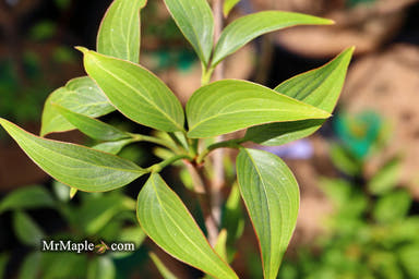 - Cornus kousa 'Blue Shadow' Dogwood - Mr Maple │ Buy Japanese Maple Trees