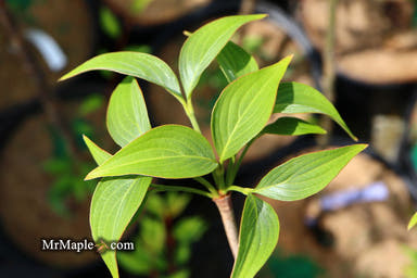 - Cornus kousa 'Blue Shadow' Dogwood - Mr Maple │ Buy Japanese Maple Trees