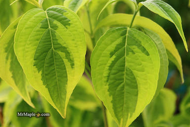 - Cornus kousa 'Celestial Shadow' White Variegated Chinese Dogwood - Mr Maple │ Buy Japanese Maple Trees