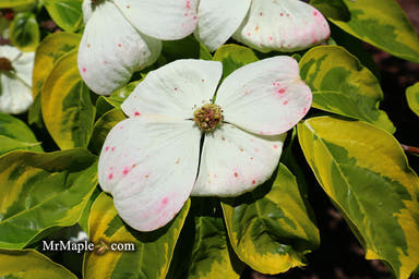 - Cornus kousa 'Celestial Shadow' White Variegated Chinese Dogwood - Mr Maple │ Buy Japanese Maple Trees