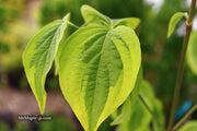 - Cornus kousa 'Celestial Shadow' White Variegated Chinese Dogwood - Mr Maple │ Buy Japanese Maple Trees