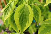 - Cornus kousa 'Celestial Shadow' White Variegated Chinese Dogwood - Mr Maple │ Buy Japanese Maple Trees