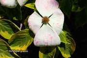 - Cornus kousa 'Celestial Shadow' White Variegated Chinese Dogwood - Mr Maple │ Buy Japanese Maple Trees