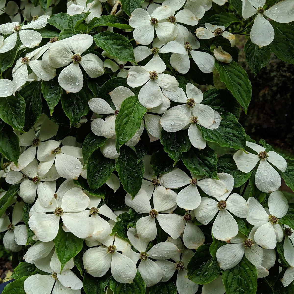 Buy Cornus kousa 'Constellation'® Rutgans Flowering White Chinese Dogwood —  Mr Maple │ Buy Japanese Maple Trees