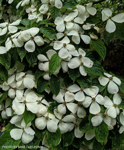 - Cornus kousa 'Constellation'® Rutcans Flowering Chinese Dogwood - Mr Maple │ Buy Japanese Maple Trees