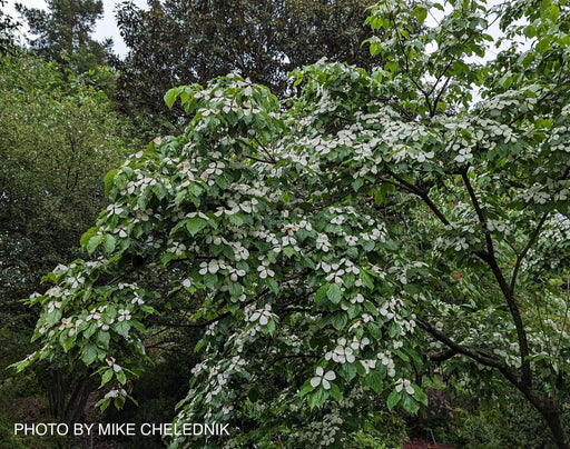 - Cornus kousa 'Constellation'® Rutcans Flowering Chinese Dogwood - Mr Maple │ Buy Japanese Maple Trees